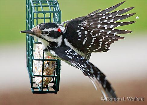 Woodpecker Taking Flight_26412.jpg - Hairy Woodpecker (Picoides villosus) photographed at Smiths Falls, Ontario, Canada.